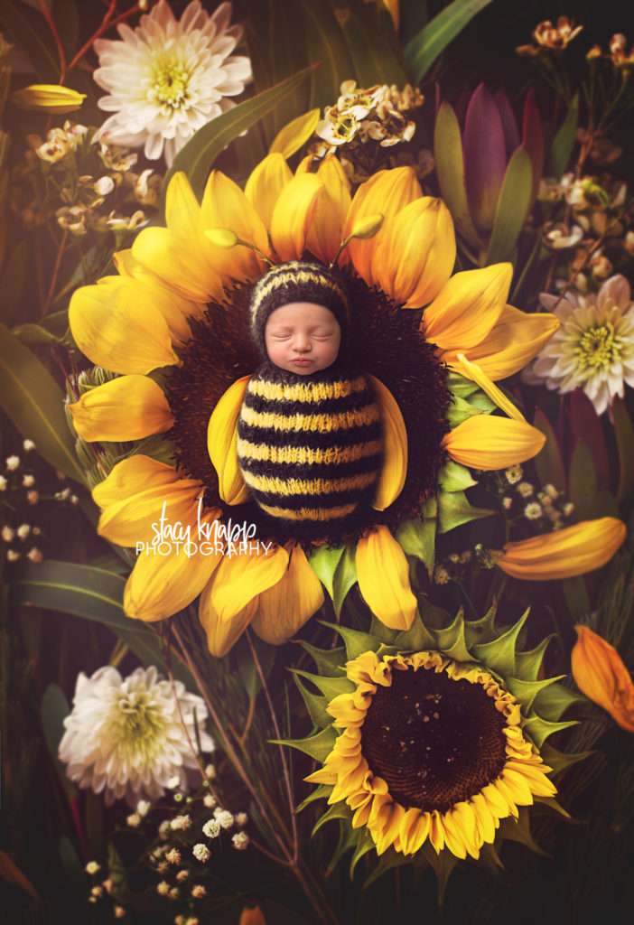 newborn baby girl photo of baby as bumble bee wrapped baby