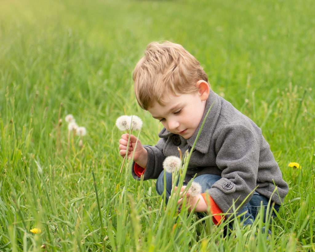 Photo of preschool boy picking dandelions